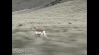 Pronghorn Antelope Running in Slow Motion [upl. by Burn]