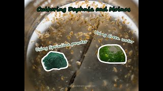 How To Culture Daphnia and Moinas using Green Water Spirulina powder [upl. by Nnaecarg]