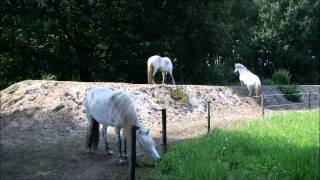 On The Right Track  Horses living in paddock paradise [upl. by Ingemar]