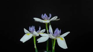 Large wild iris flowers time lapse blooming wilting and dying 4K 95 hr in 63 sec 大花野鸢尾开花延时摄影 [upl. by Ihpen]