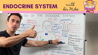 Overview of the Endocrine System [upl. by Orag]