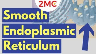 Smooth Endoplasmic Reticulum Function and Structure  Cell Biology Simplified [upl. by Nimzzaj677]