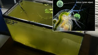 Raising Daphnia for the Freshwater Aquarium [upl. by Notyep934]