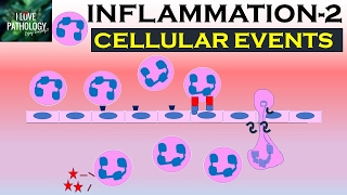 INFLAMMATION Part 2 Cellular Events Leukocyte Recruitment [upl. by Huttan]