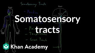 Somatosensory tracts  Organ Systems  MCAT  Khan Academy [upl. by Fisoi]