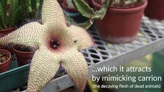 The starfish flower Stapelia gigantea [upl. by Bolten]