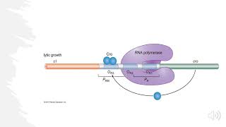 Lambda Bacteriophage Lytic vs Lysogenic Decision Explained [upl. by Melentha]