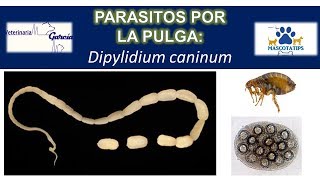 Dipylidium caninum PARASITO QUE TRANSMITE LA PULGA [upl. by Ambur]