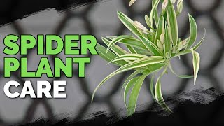 Spider Plant Care How To Grow Chlorophytum Comosum [upl. by Eugor]