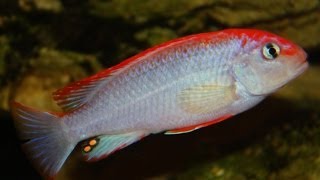 African Cichlid Species  Pseudotropheus sp quotPerspicax Red Capquot Ndumbi [upl. by Anavrin988]