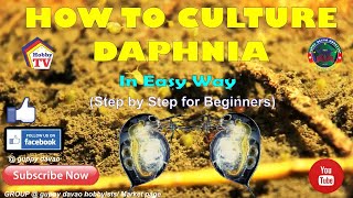 HOW TO CULTURE DAPHNIA In Easy Way [upl. by Calypso686]