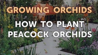 How to Plant Peacock Orchids [upl. by Roch436]