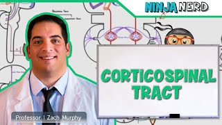 Neurology  Descending Tracts Corticospinal Tract [upl. by Asikal]