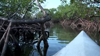 Lucaya Kayak amp Beach Tour  Shore Excursion  NCL [upl. by Angeline]