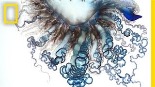 Stunning Video The Portuguese ManofWar Up Close  National Geographic [upl. by Ikcir]